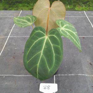 #88 Tentative Anthurium Grande x