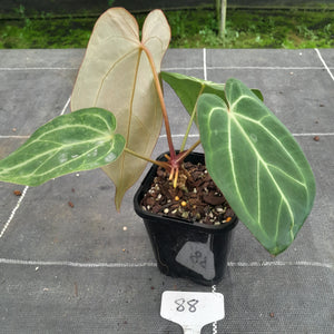 #88 Tentative Anthurium Grande x