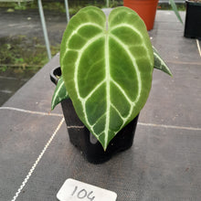 Load image into Gallery viewer, #104 Dark Anthurium Crystallinum x
