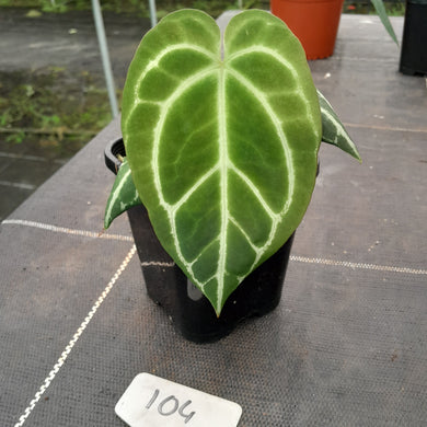 #104 Dark Anthurium Crystallinum x