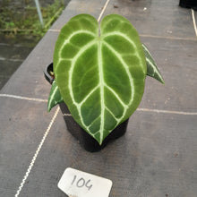 Load image into Gallery viewer, #104 Dark Anthurium Crystallinum x