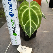 Load image into Gallery viewer, #104 Dark Anthurium Crystallinum x