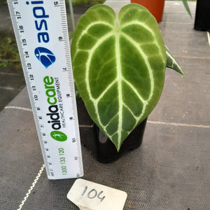 #104 Dark Anthurium Crystallinum x