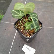 Load image into Gallery viewer, #104 Dark Anthurium Crystallinum x