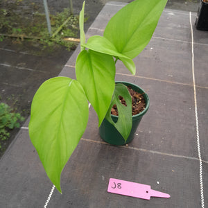 #J8 Rhaphidophora Pertusa