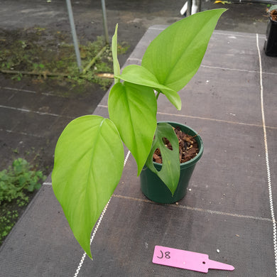 #J8 Rhaphidophora Pertusa