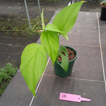 Load image into Gallery viewer, #J8 Rhaphidophora Pertusa