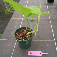 Load image into Gallery viewer, #J8 Rhaphidophora Pertusa