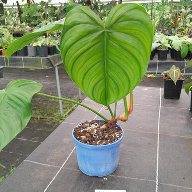 #160 Philodendron Tenue x Plowmanii