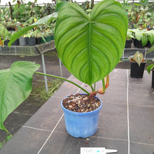 Load image into Gallery viewer, #160 Philodendron Tenue x Plowmanii