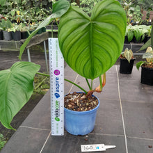Load image into Gallery viewer, #160 Philodendron Tenue x Plowmanii