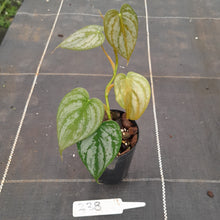Load image into Gallery viewer, #238 Philodendron Brandtianum