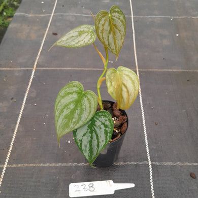 #238 Philodendron Brandtianum