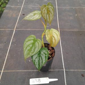 #238 Philodendron Brandtianum