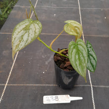 Load image into Gallery viewer, #238 Philodendron Brandtianum