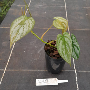 #238 Philodendron Brandtianum