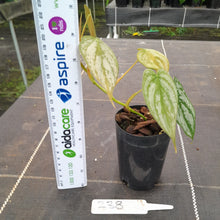 Load image into Gallery viewer, #238 Philodendron Brandtianum