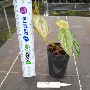 #238 Philodendron Brandtianum