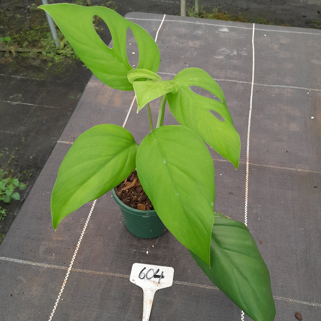 #604 Rhaphidophora Pertusa