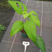 Load image into Gallery viewer, #604 Rhaphidophora Pertusa