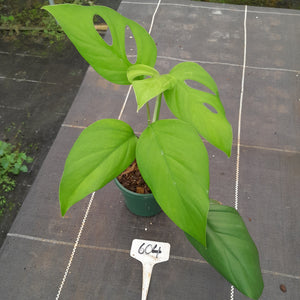 #604 Rhaphidophora Pertusa