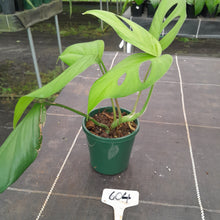 Load image into Gallery viewer, #604 Rhaphidophora Pertusa