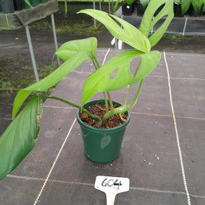 #604 Rhaphidophora Pertusa
