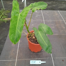 Load image into Gallery viewer, #158 Philodendron Paraiso Verde