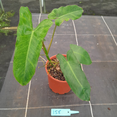 #158 Philodendron Paraiso Verde