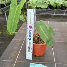 Load image into Gallery viewer, #158 Philodendron Paraiso Verde
