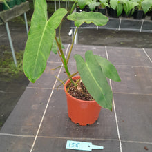 Load image into Gallery viewer, #158 Philodendron Paraiso Verde