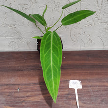 Load image into Gallery viewer, #100 Anthurium Warocqueanum Pure