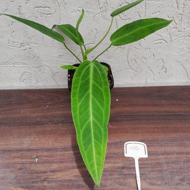 #100 Anthurium Warocqueanum Pure