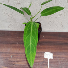 Load image into Gallery viewer, #100 Anthurium Warocqueanum Pure