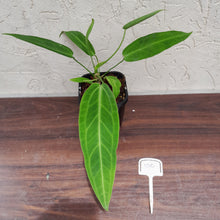 Load image into Gallery viewer, #100 Anthurium Warocqueanum Pure