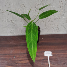 Load image into Gallery viewer, #100 Anthurium Warocqueanum Pure