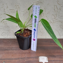 Load image into Gallery viewer, #100 Anthurium Warocqueanum Pure
