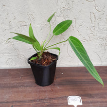 Load image into Gallery viewer, #100 Anthurium Warocqueanum Pure