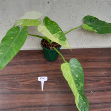 Load image into Gallery viewer, #R46 Non TC Philodendron Jose Buono