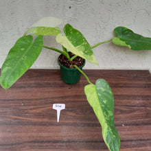 Load image into Gallery viewer, #R46 Non TC Philodendron Jose Buono