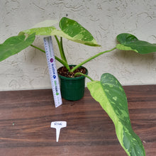 Load image into Gallery viewer, #R46 Non TC Philodendron Jose Buono