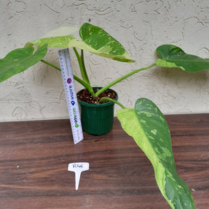 #R46 Non TC Philodendron Jose Buono