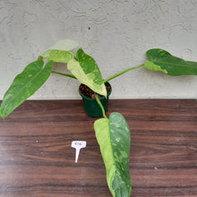 Load image into Gallery viewer, #R46 Non TC Philodendron Jose Buono