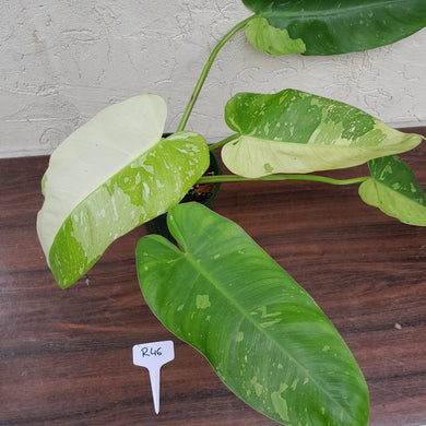 #R46 Non TC Philodendron Jose Buono