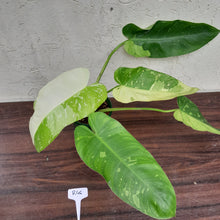 Load image into Gallery viewer, #R46 Non TC Philodendron Jose Buono