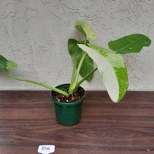 #R46 Non TC Philodendron Jose Buono