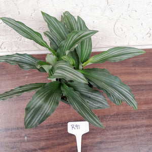 #R91 Kaempferia aff. Angustifolia 'Silver Stripes'