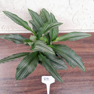 #R91 Kaempferia aff. Angustifolia 'Silver Stripes'