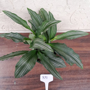 #R91 Kaempferia aff. Angustifolia 'Silver Stripes'