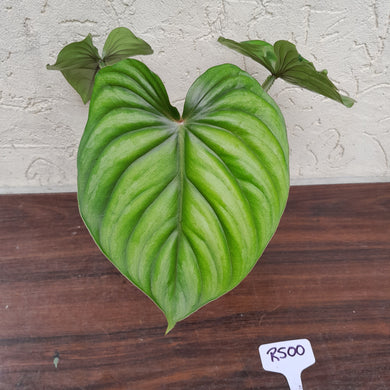 #R500 Philodendron Plowmanii - Round Form